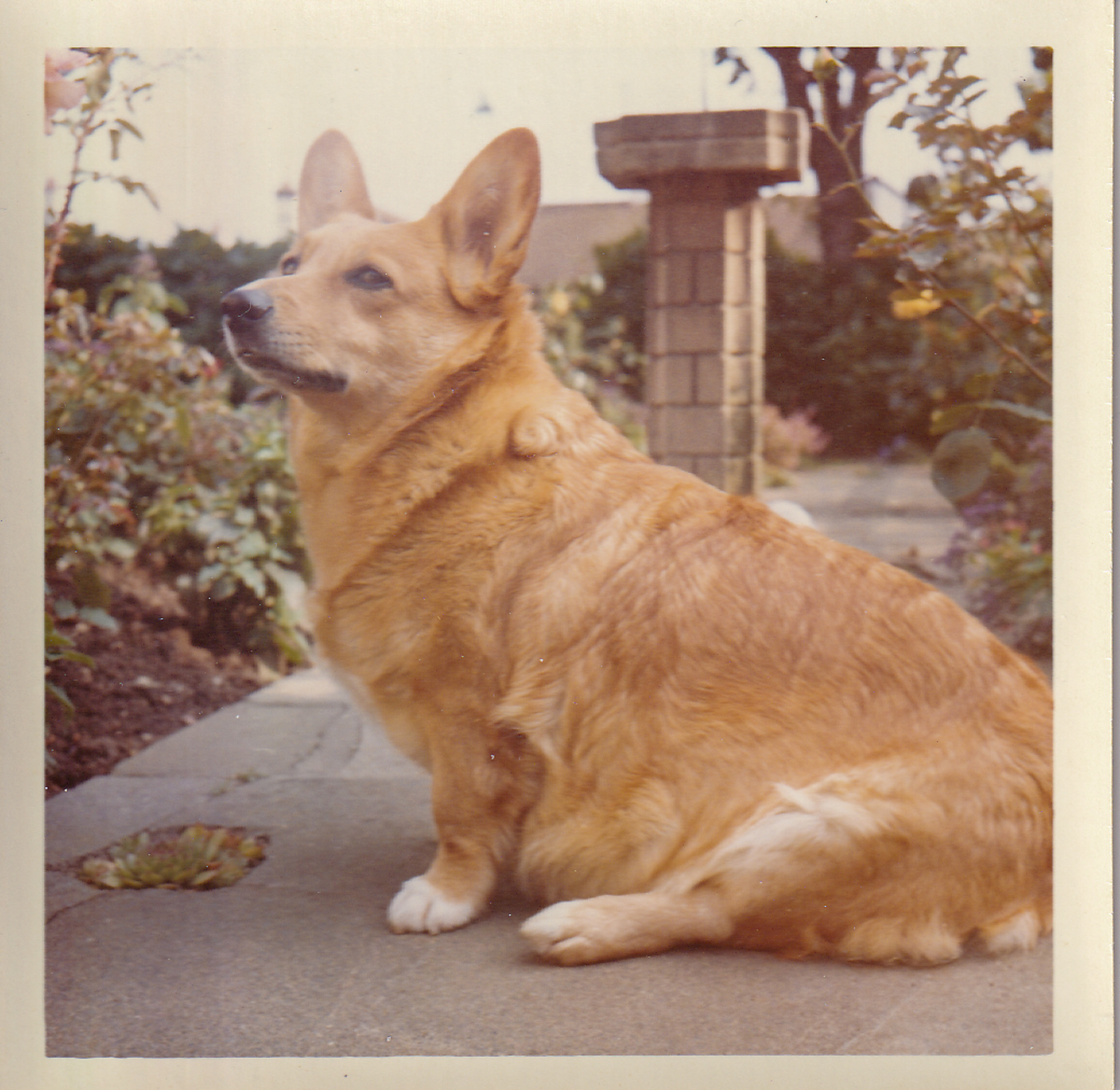 Corgi in garden